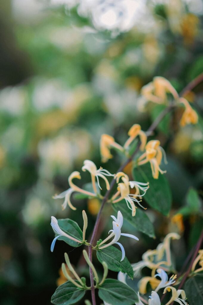 japanese honeysuckle can be used for sore throat and yellow phlegm