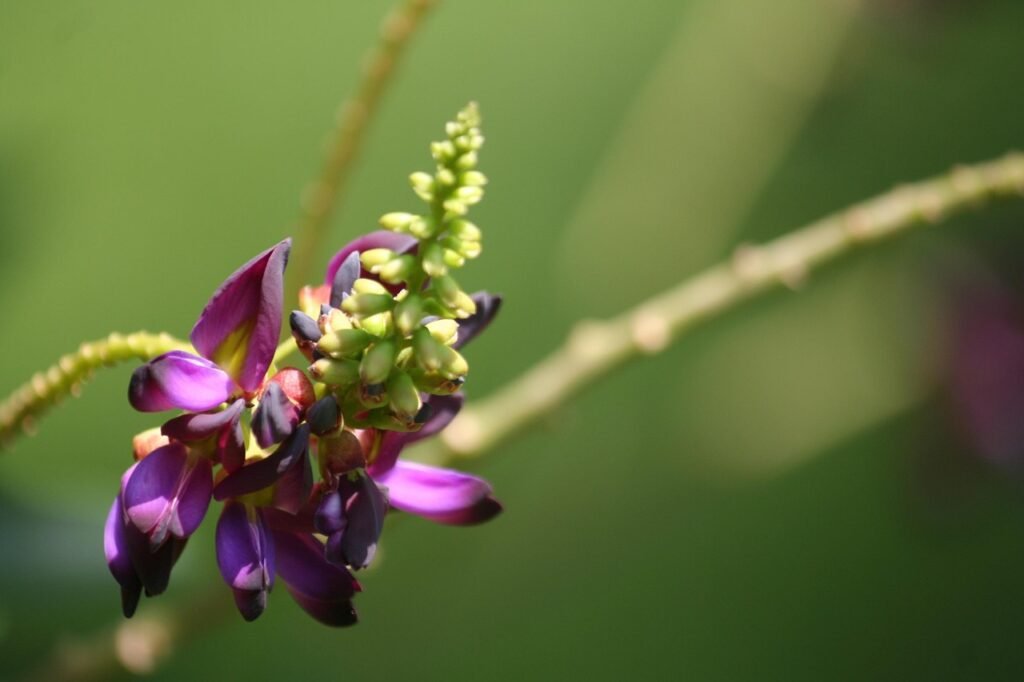 kudzu is a natural remedy for diarrhea and other conditions